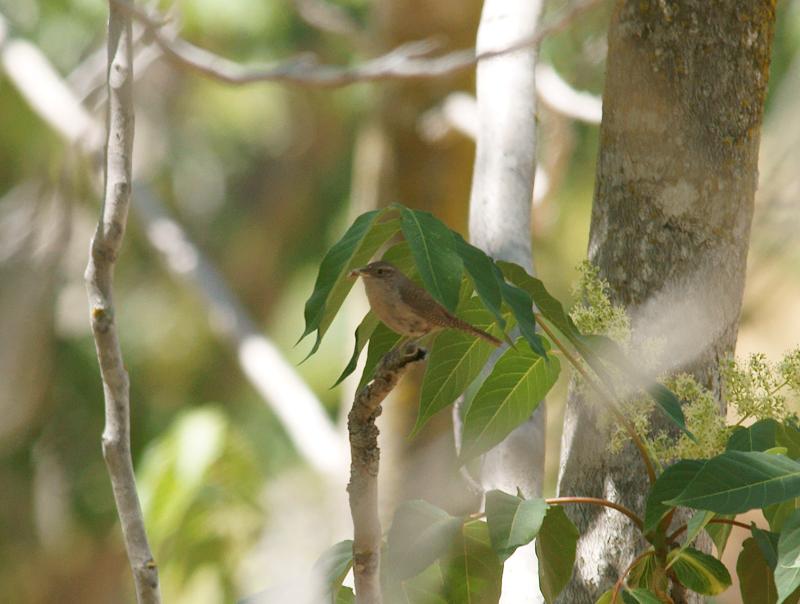 randomBlack Diamond Mines