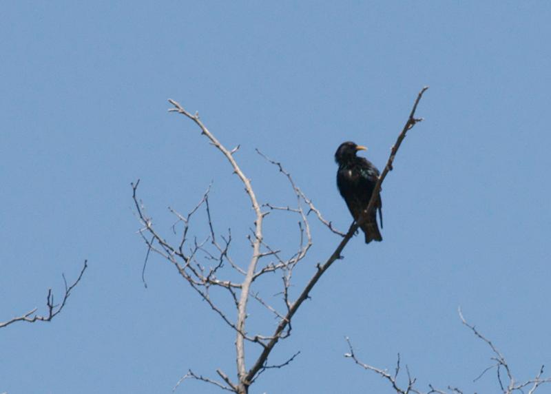 randomEuropean Starling