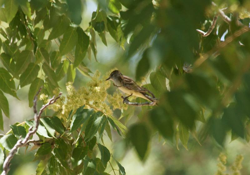 randomAsh-Throated Flycatcher