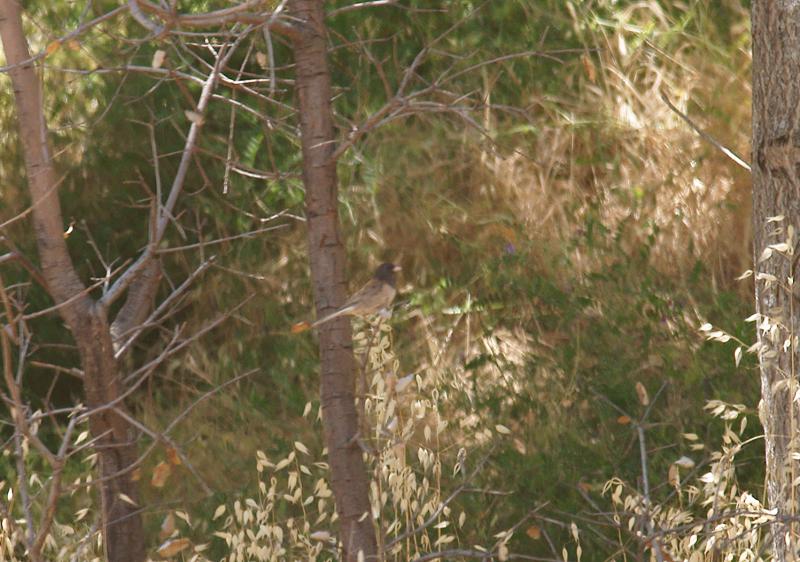 randomDark-Eyed Junco