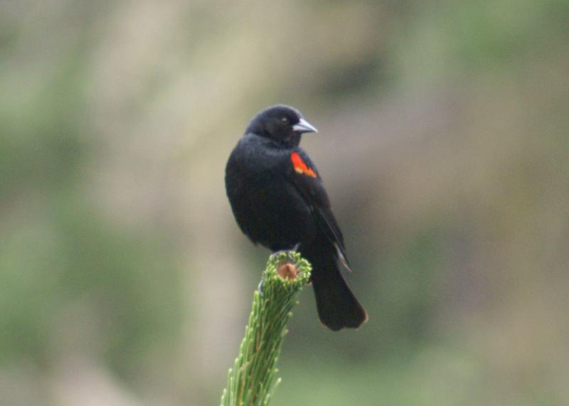 randomRed-Winged Blackbird