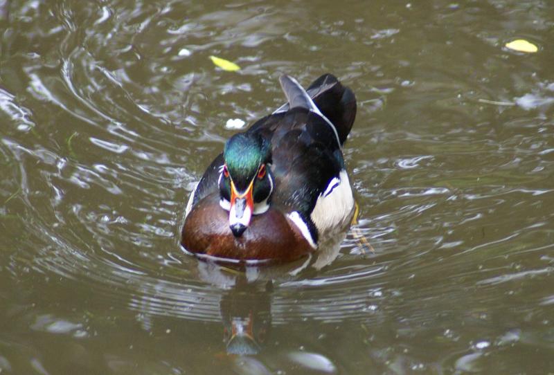 randomWood Duck