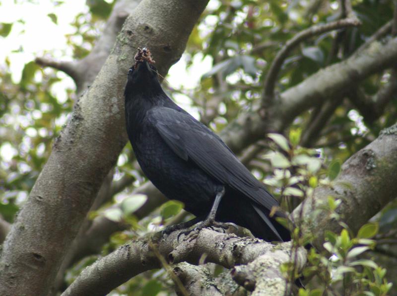 randomCommon Raven