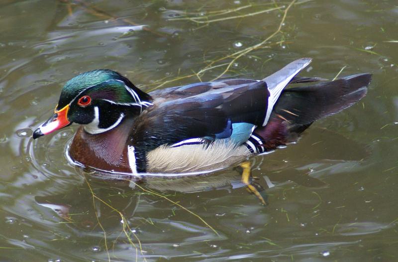 randomWood Duck