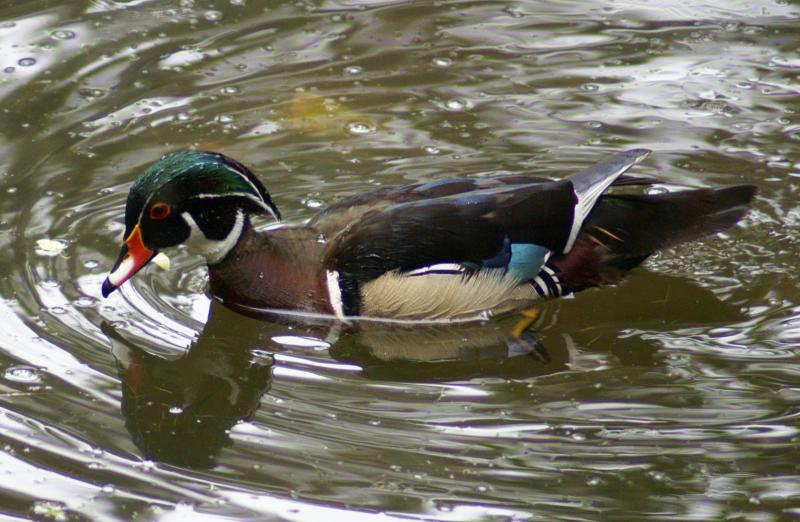 randomWood Duck