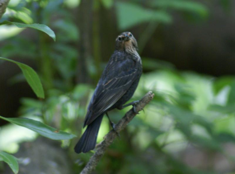 randomNorthern Waterthrush