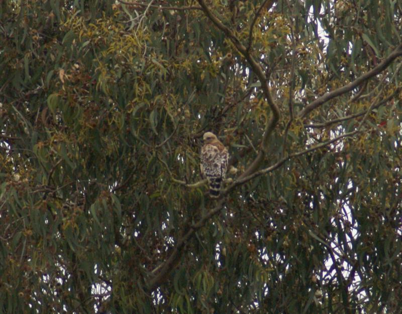 randomRed-Shouldered Hawk