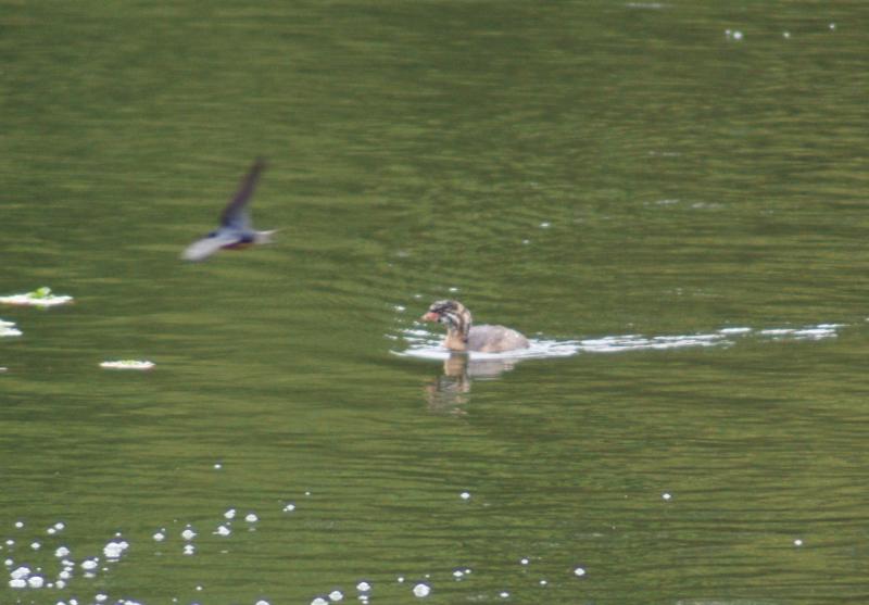 randomPied-Billed Grebe