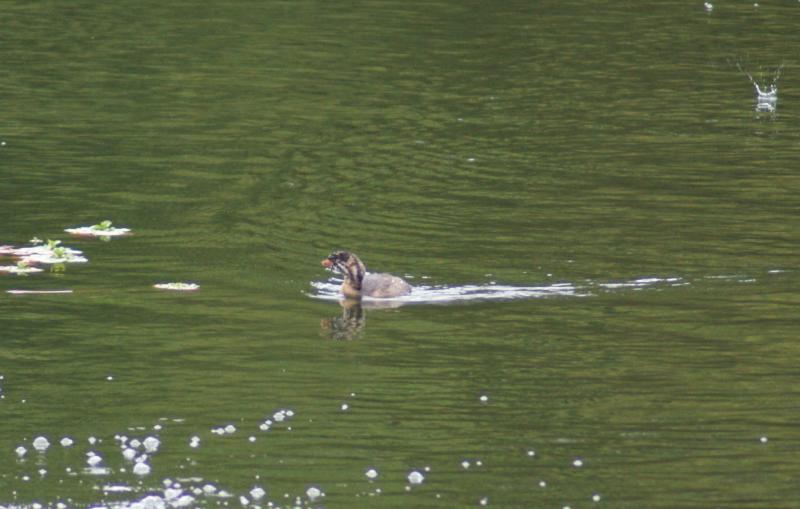 randomPied-Billed Grebe