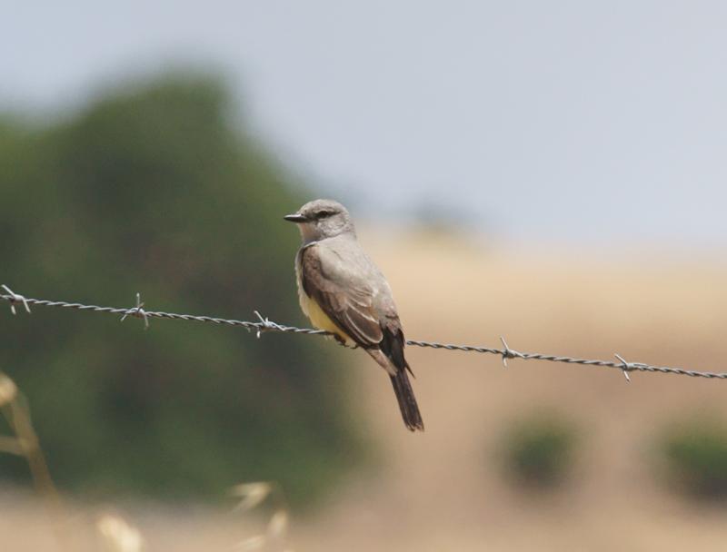 randomWestern Kingbird