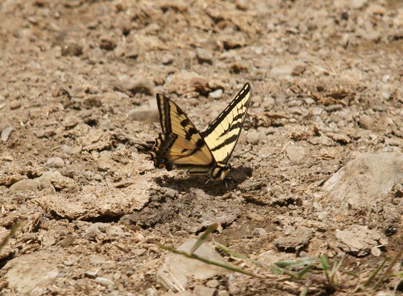 randomButterfly