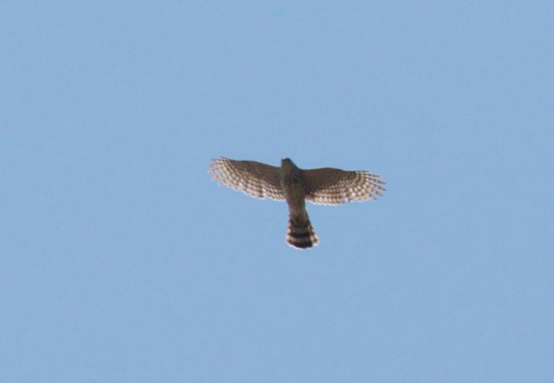 randomAmerican Kestrel