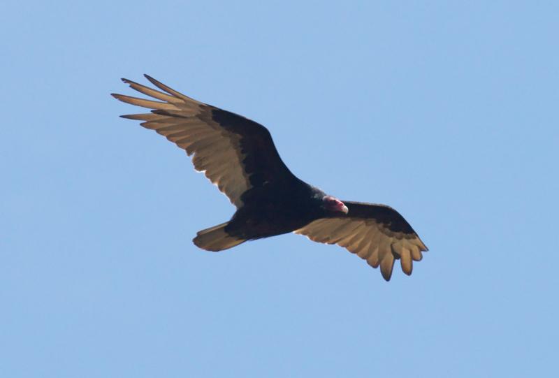 randomTurkey Vulture