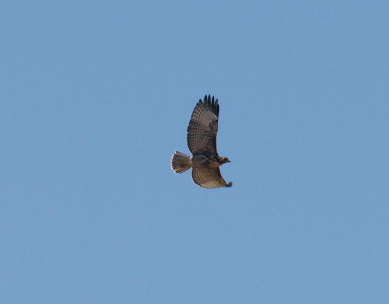 randomRed-Tailed Hawk