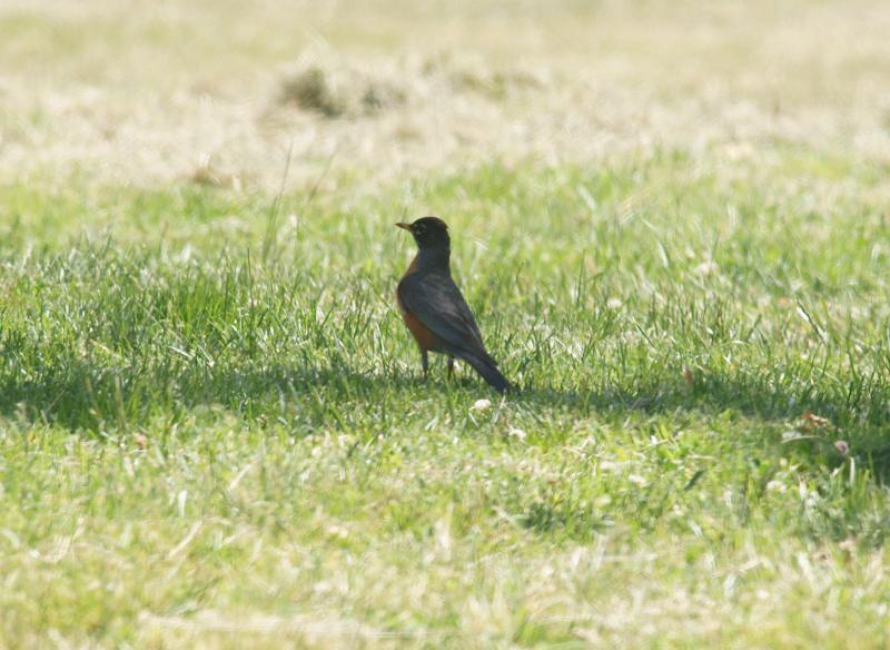 randomAmerican Robin