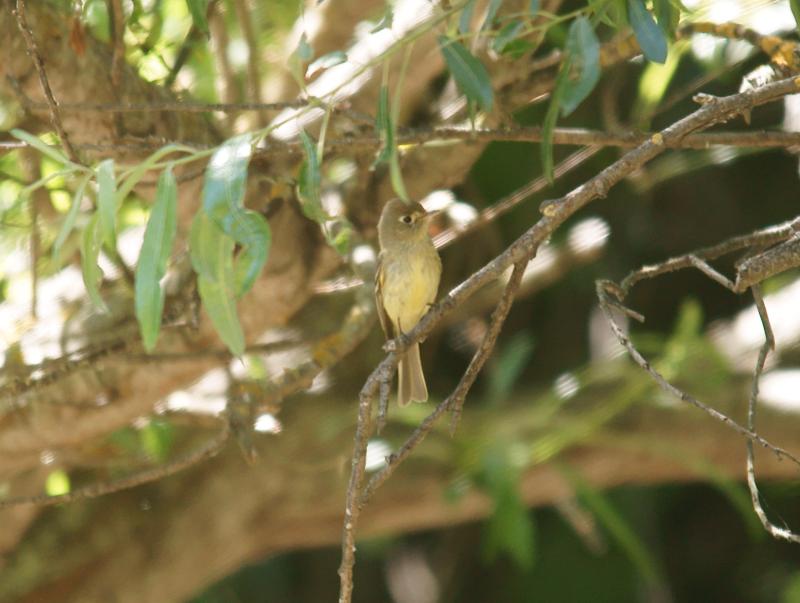 randomPacific-slope Flycatcher