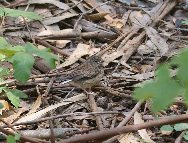 randomGrasshopper Sparrow