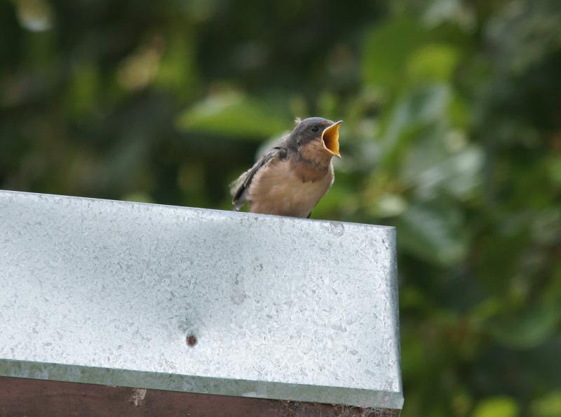 randomBarn Swallow