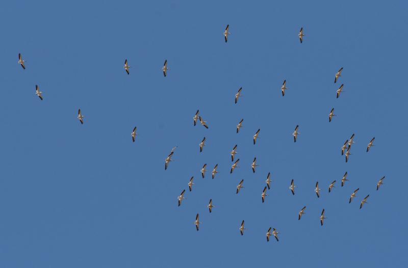 randomAmerican White Pelican