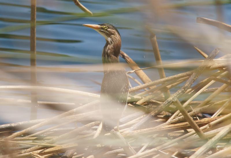 randomBlack-Crowned Night-Heron