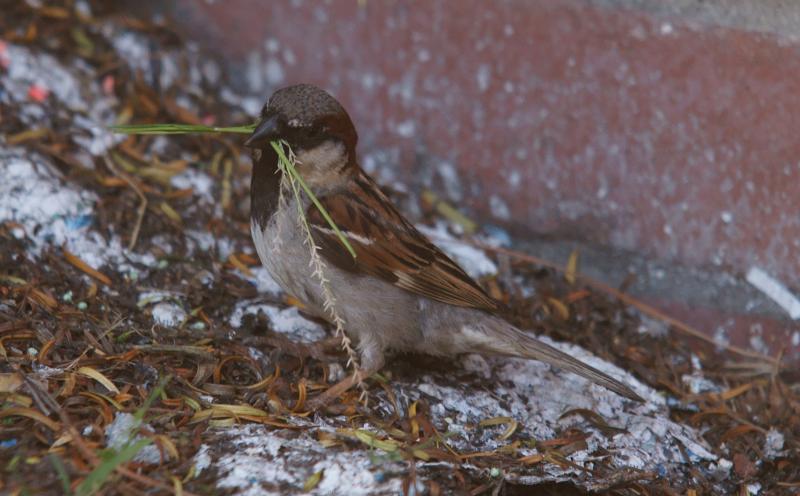 randomHouse Sparrow
