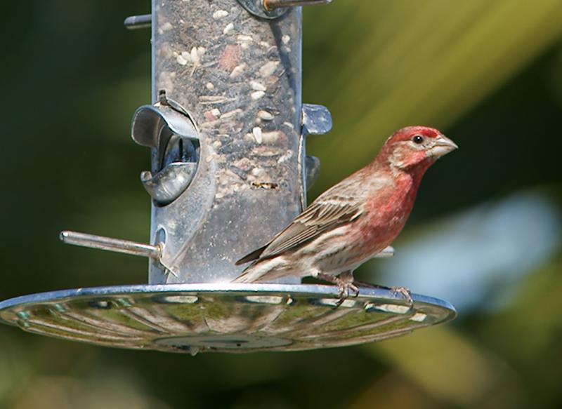 randomHouse Finch