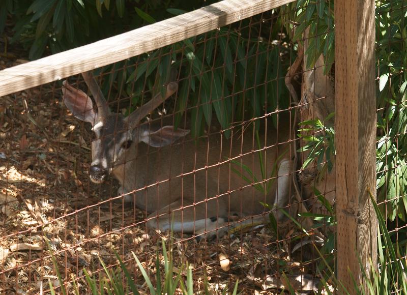 randomDeer