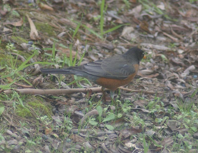 randomAmerican Robin