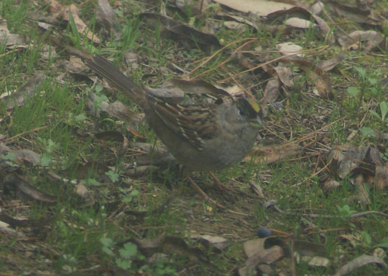 randomGolden-Crowned Sparrow