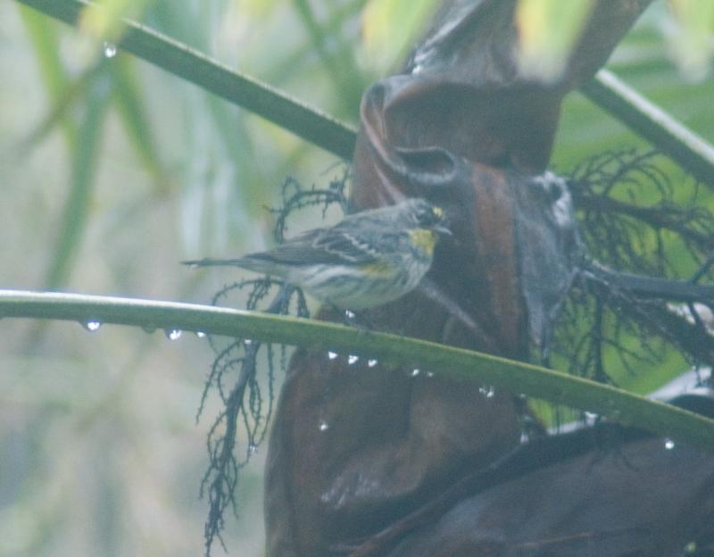 randomYellow-Rumped Warbler