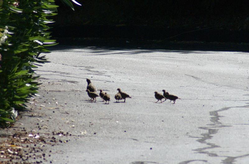 randomCalifornia Quail