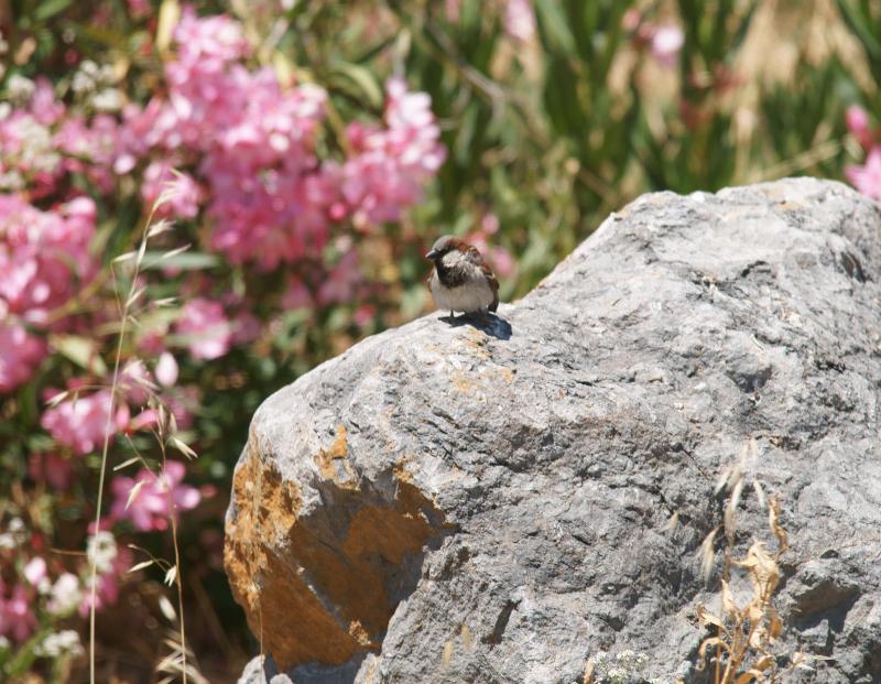 randomHouse Sparrow