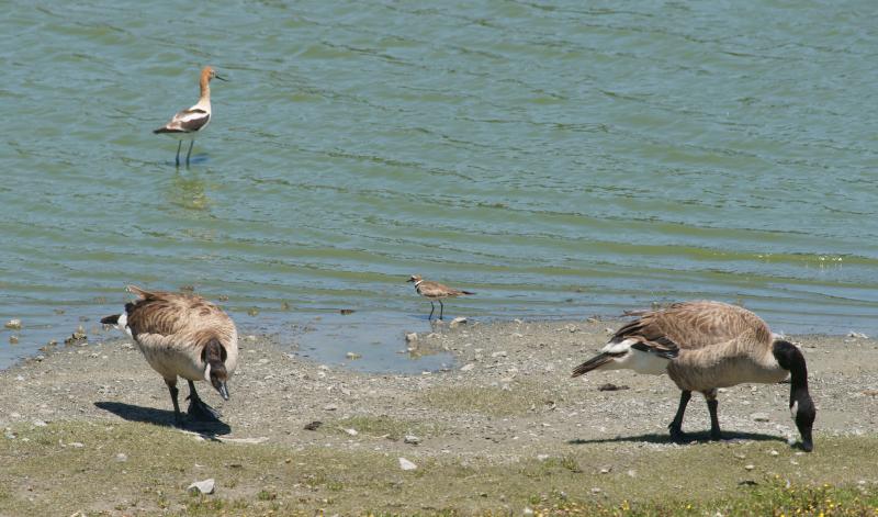 randomAmerican Avocet