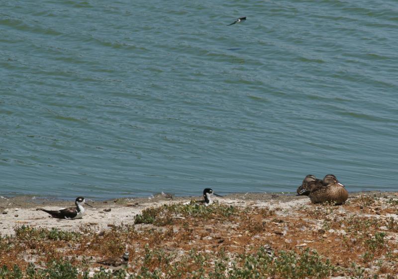 randomGadwall