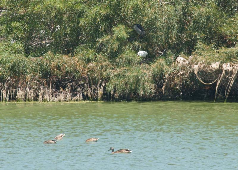 randomBlack-Crowned Night-Heron