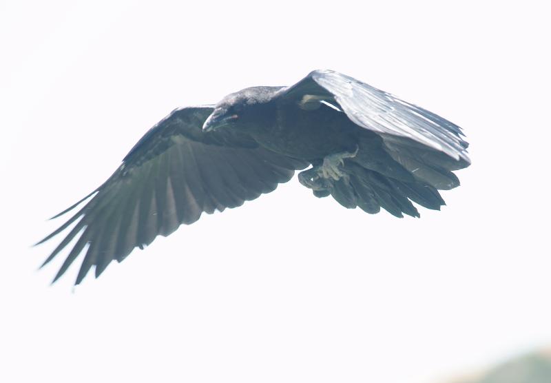 randomCommon Raven