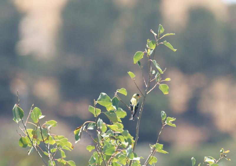 randomAmerican Goldfinch