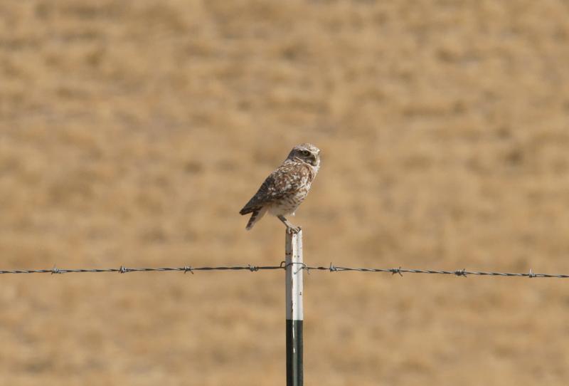 randomBurrowing Owl