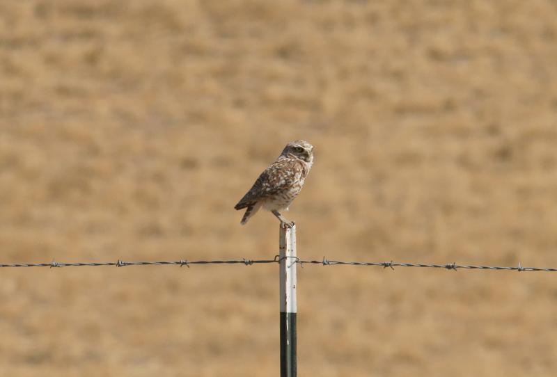 randomBurrowing Owl