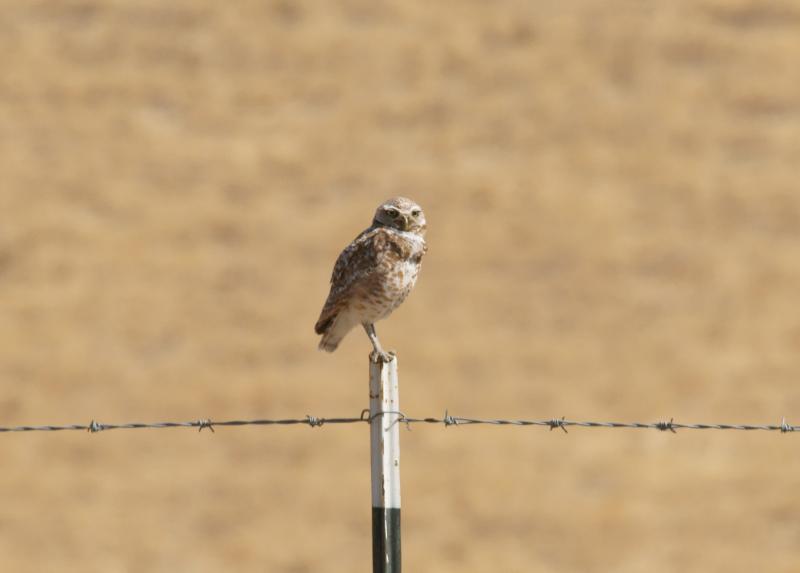 randomBurrowing Owl