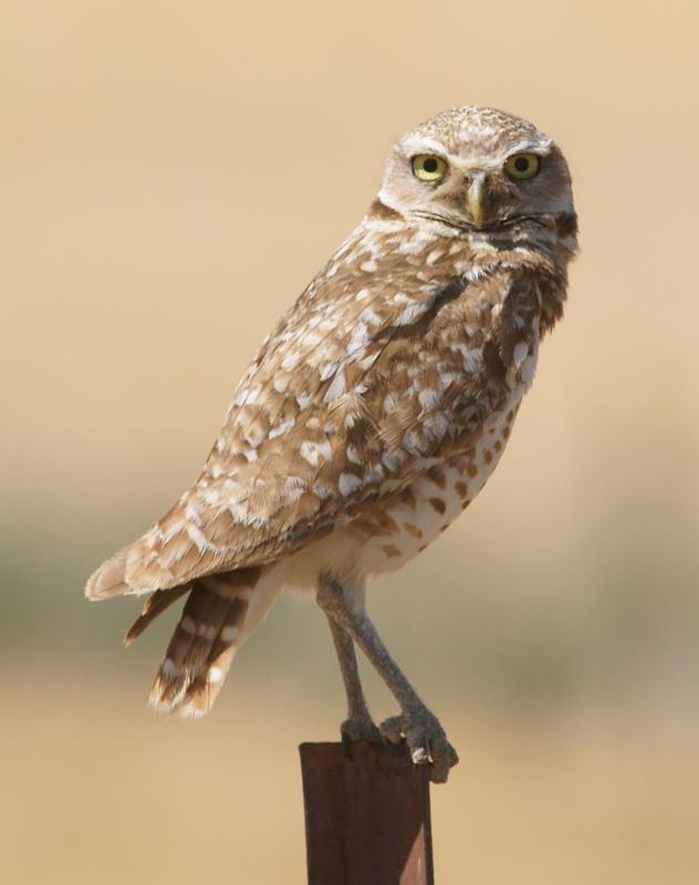 randomBurrowing Owl