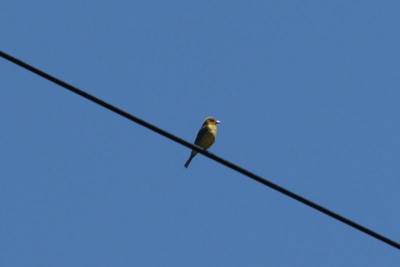 randomWestern Tanager