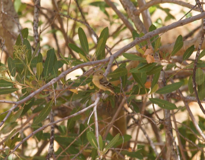 randomPacific-slope Flycatcher