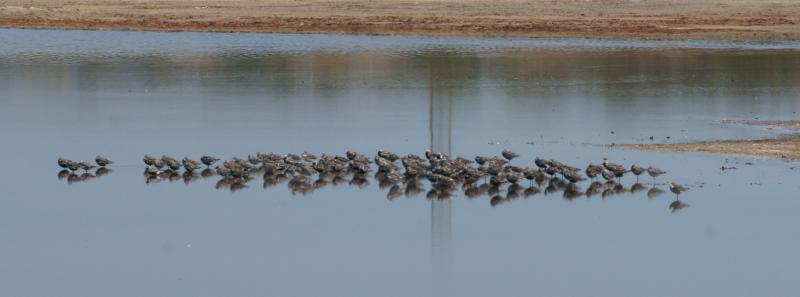 randomWillet