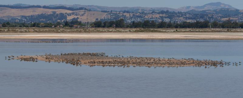 randomMarbled Godwit