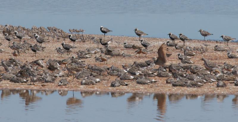 randomSanderling