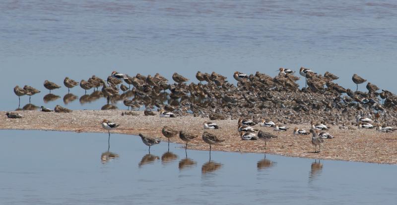 randomSanderling