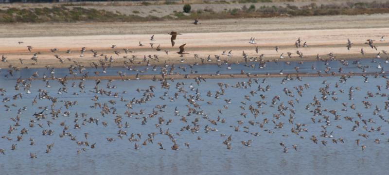 randomMarbled Godwit
