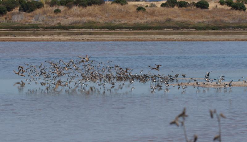 randomRed Knot