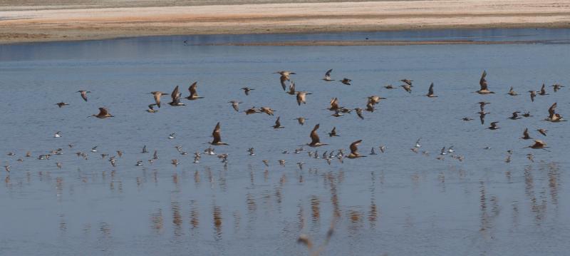 randomMarbled Godwit